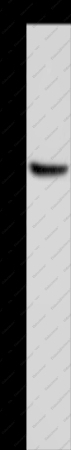 HSD3B1 Polyclonal Antibody - 1