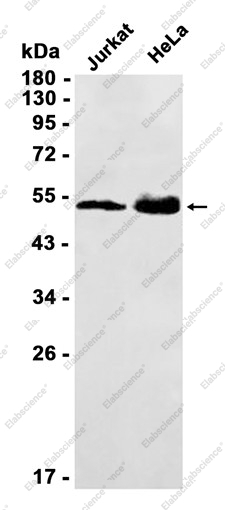 Recombinant IRAK4 Monoclonal Antibody - 1