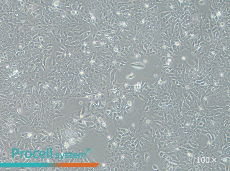 DLD-1 Cell Complete Medium - 2