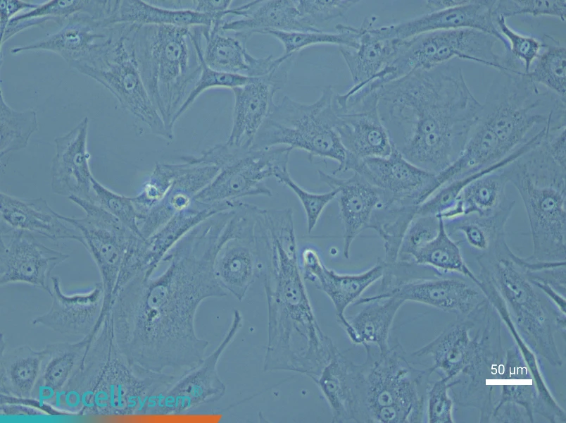 Mouse Prostate Fibroblast Complete Medium - 4