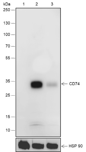 Recombinant CD74 Monoclonal Antibody-searchlist-1