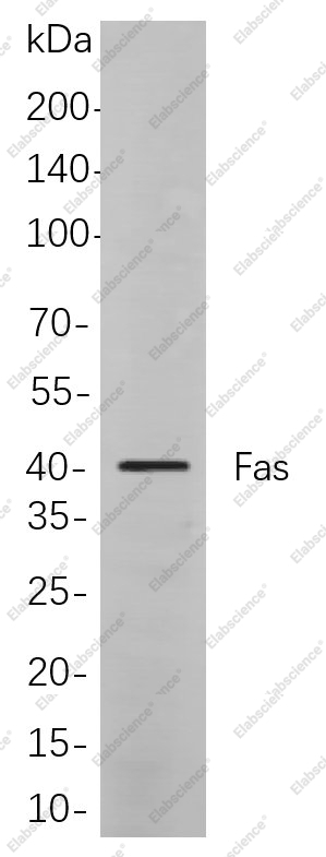 Recombinant Fas Monoclonal Antibody - 1