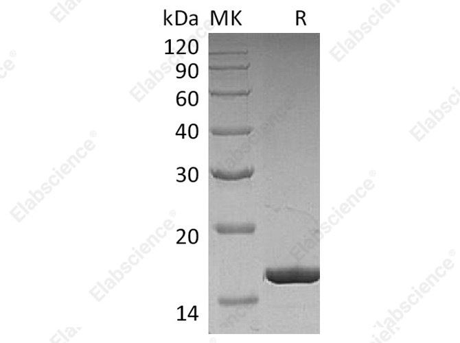 Recombinant Human G-CSF/CSF3 Protein - 1