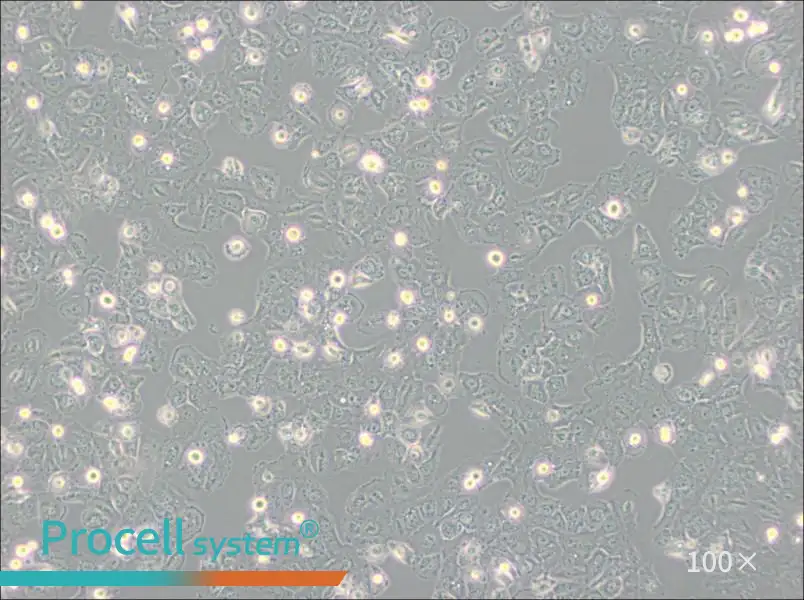 Caov-3 Cell Complete Medium - 1