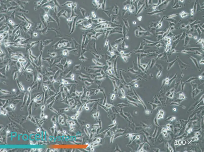SF-295 Cell Complete MediumSF-295 Cell Complete Medium - 3