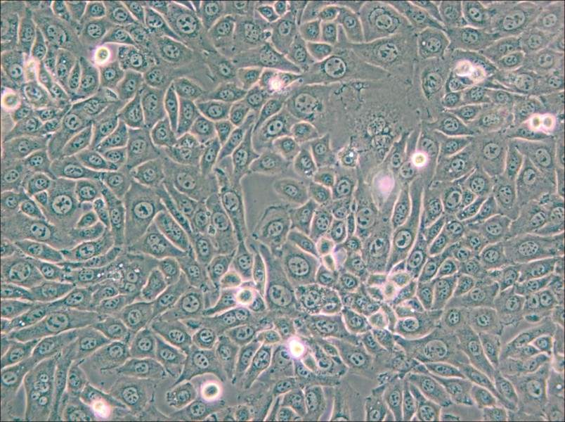 EMT6 [EMT-6] Cell Complete Medium - small - 6