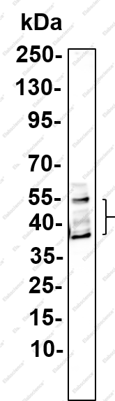Recombinant CLEC7A Monoclonal Antibody - 1