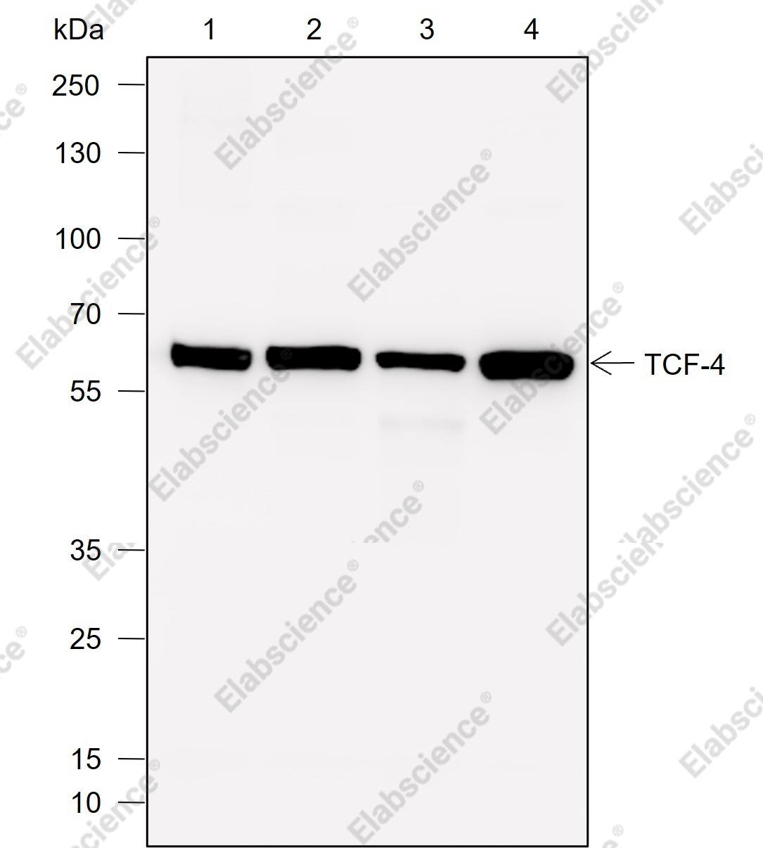 Recombinant TCF4 Monoclonal Antibody - 1