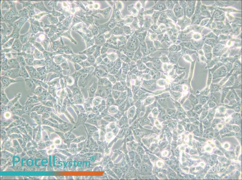 95-D [PLA-801D] Cell Complete Medium - 6