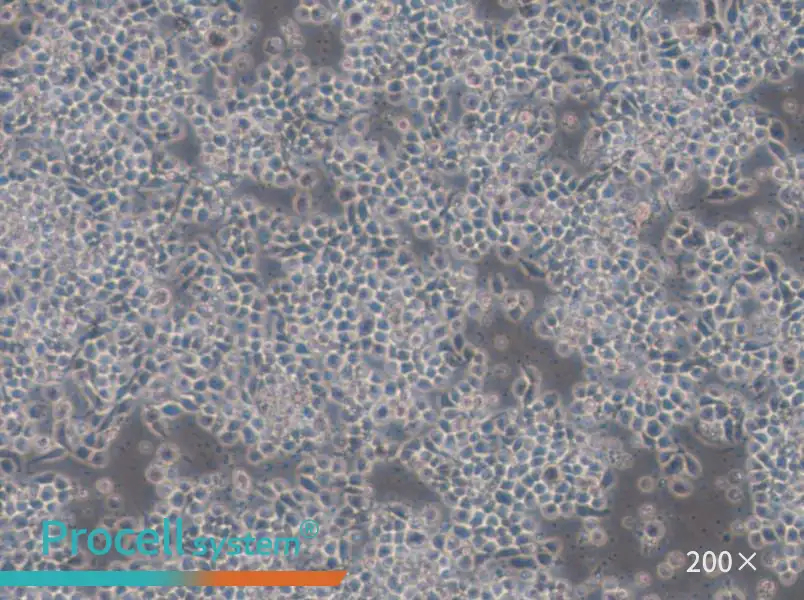 Hce-8693 Cell Complete Medium - 6