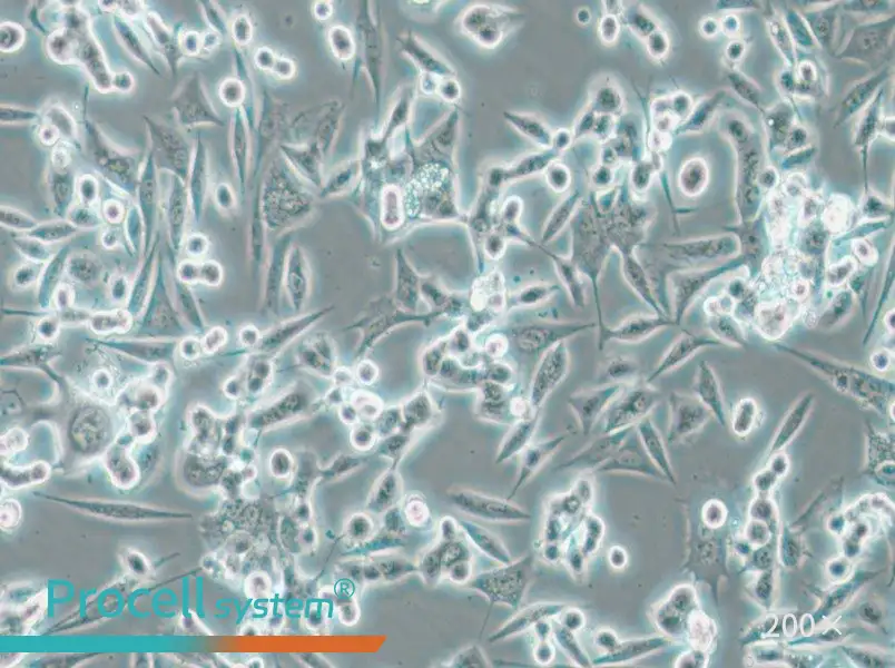 NCI-H1993 Cell Complete Medium - 6