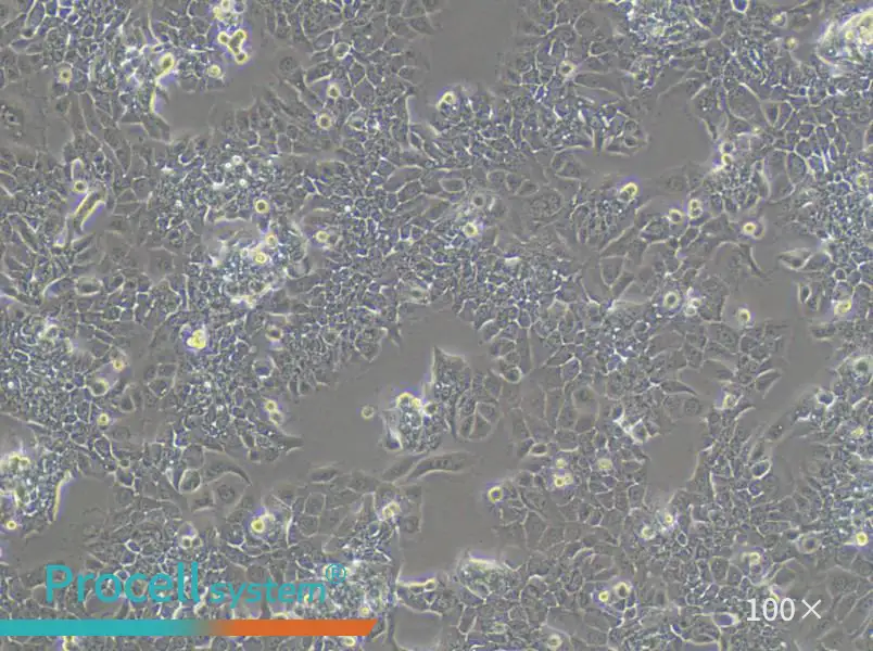 HPAC Cell Complete Medium - 2