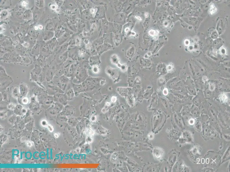 H4 Cell Complete Medium - 5