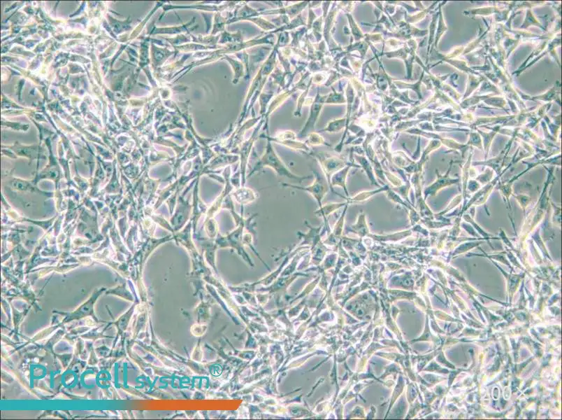 PIEC Cell Complete MediumPIEC Cell Complete Medium - 3