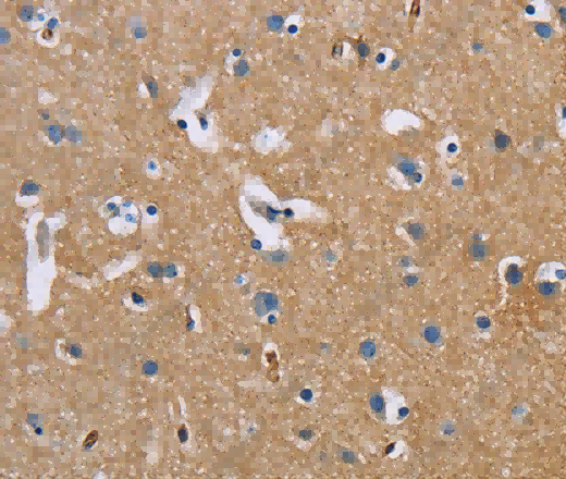 BSG Polyclonal Antibody - 3