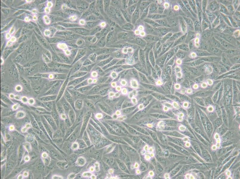 MDA-MB-231-GFP (L15) Cell Complete Medium - small - 9