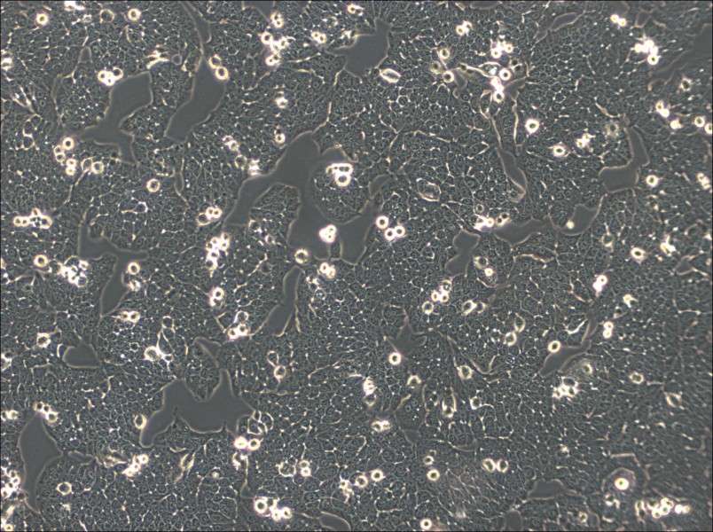 WSU-HN30 Cell Complete MediumWSU-HN30 Cell Complete Medium - 2