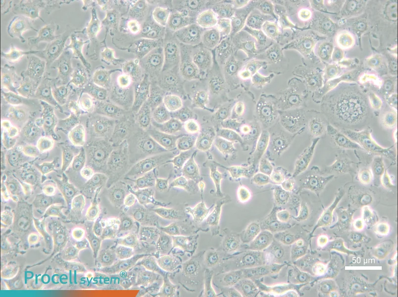 LLC-MK2 Cell Complete Medium - small - 4