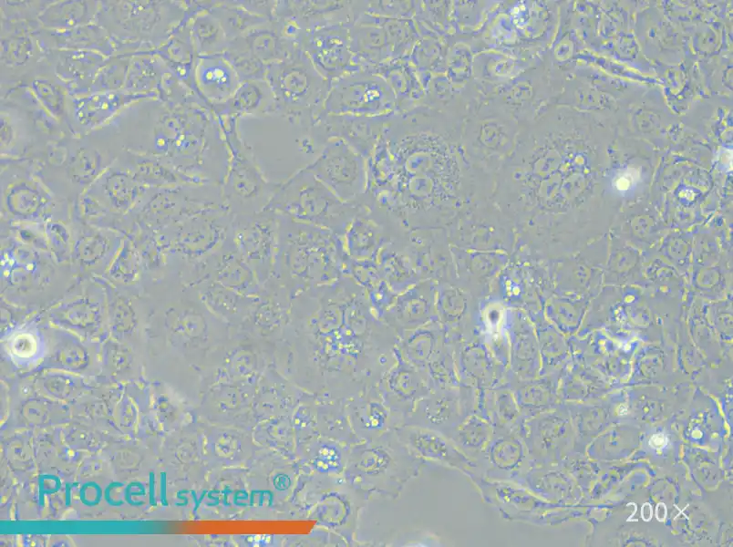 SW 780 [SW-780, SW780] (L15) Cell Complete Medium - 4