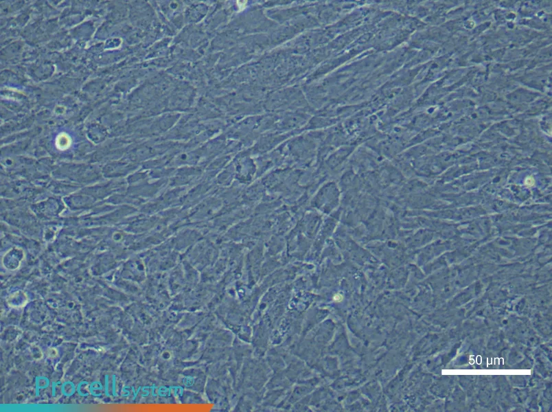 Rat Scleral Fibroblast Complete Medium - 4