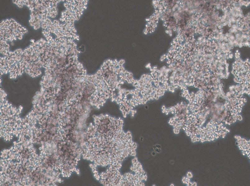 PC-12 (Undifferentiated) Cell Complete MediumPC-12 (Undifferentiated) Cell Complete Medium - 3