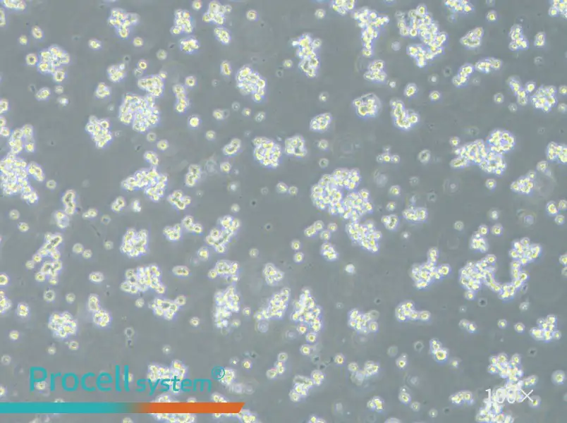 ECC12 Cell Complete Medium - 1