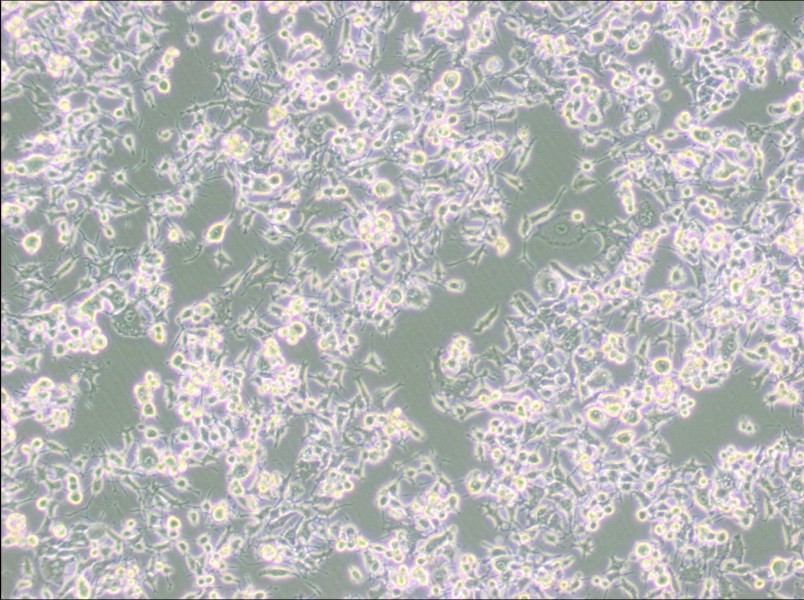 RAG Cell Complete MediumRAG Cell Complete Medium - 2