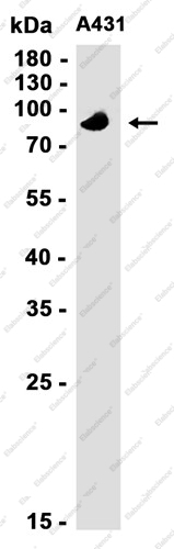 Recombinant MLK3 Monoclonal Antibody - 1