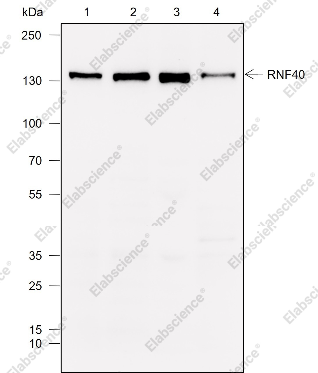 Recombinant RNF40 Monoclonal Antibody - 1
