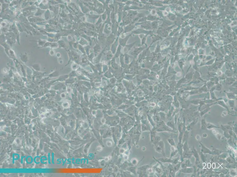 SK-N-DZ Cell Complete Medium - small - 5