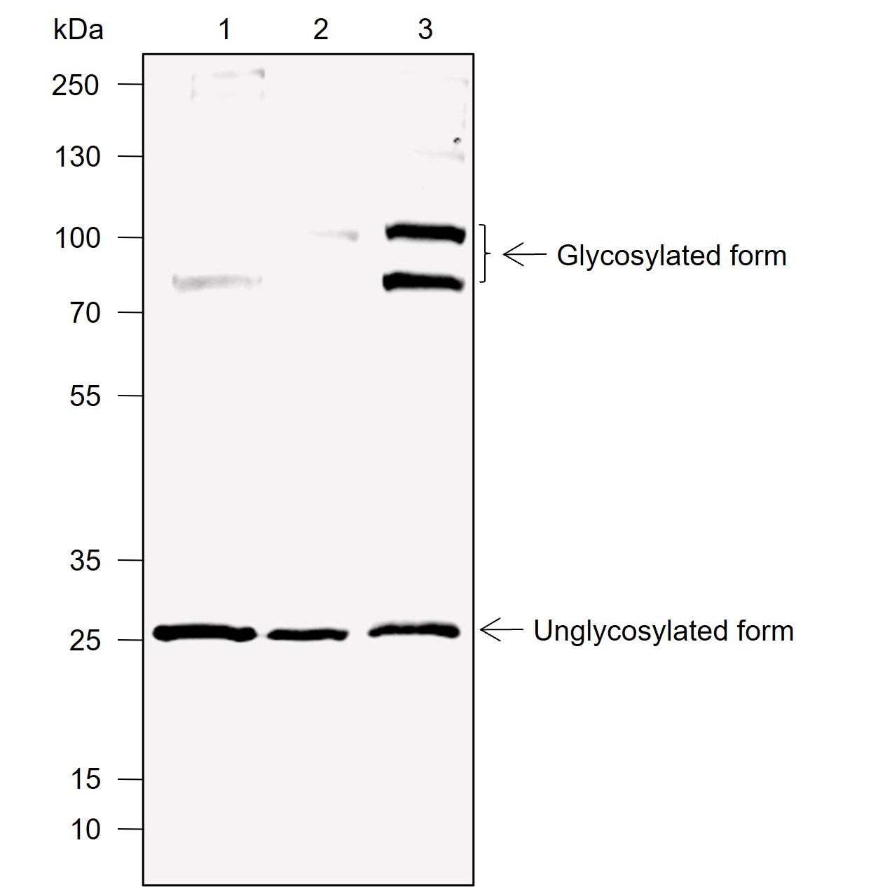 Recombinant DcR1 Monoclonal Antibody-searchlist-1