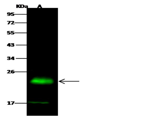 Recombinant PMVK/phosphomevalonate kinase Monoclonal Antibody - small - 2