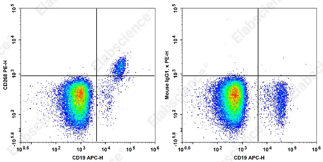 FITC Anti-Human CD268 Antibody[H353-4A2] - 1