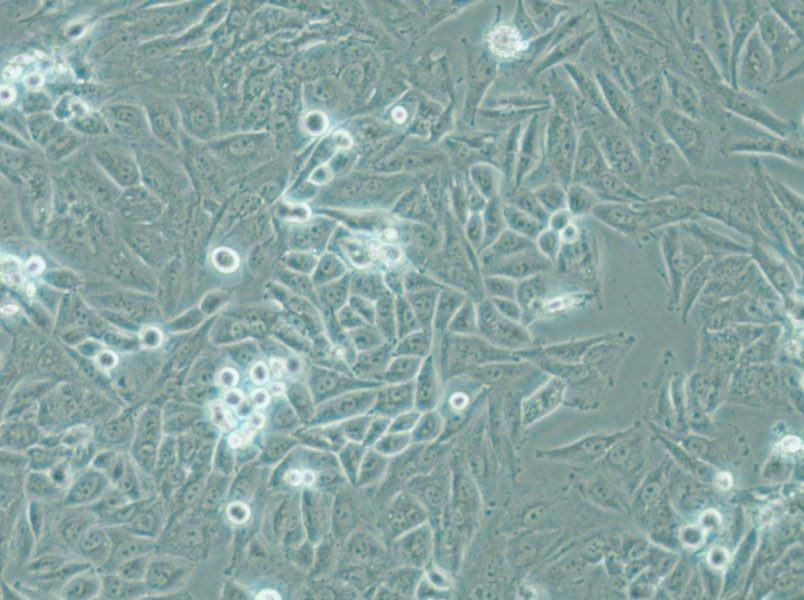 PSN1 Cell Complete Medium - 4