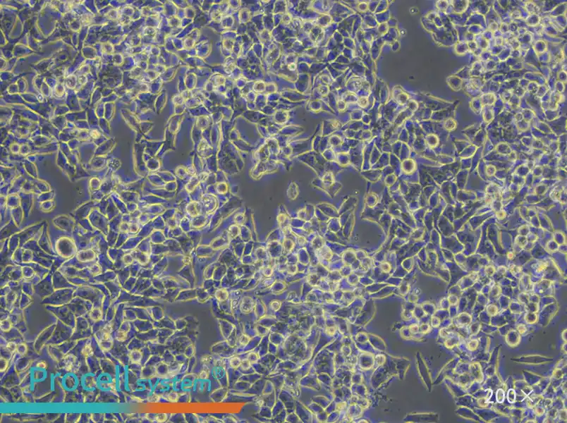 CW-2 Cell Complete Medium - 4