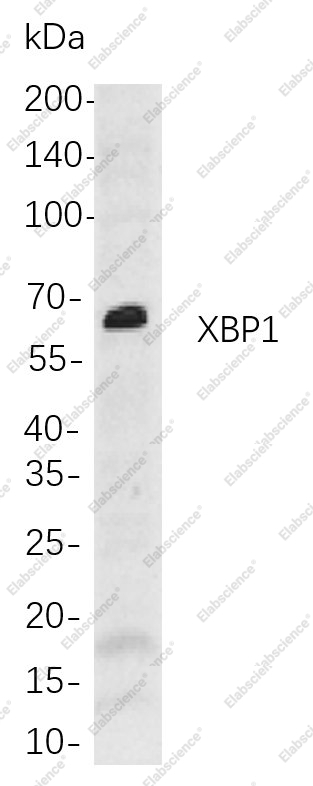 Recombinant XBP1 Monoclonal Antibody - 1