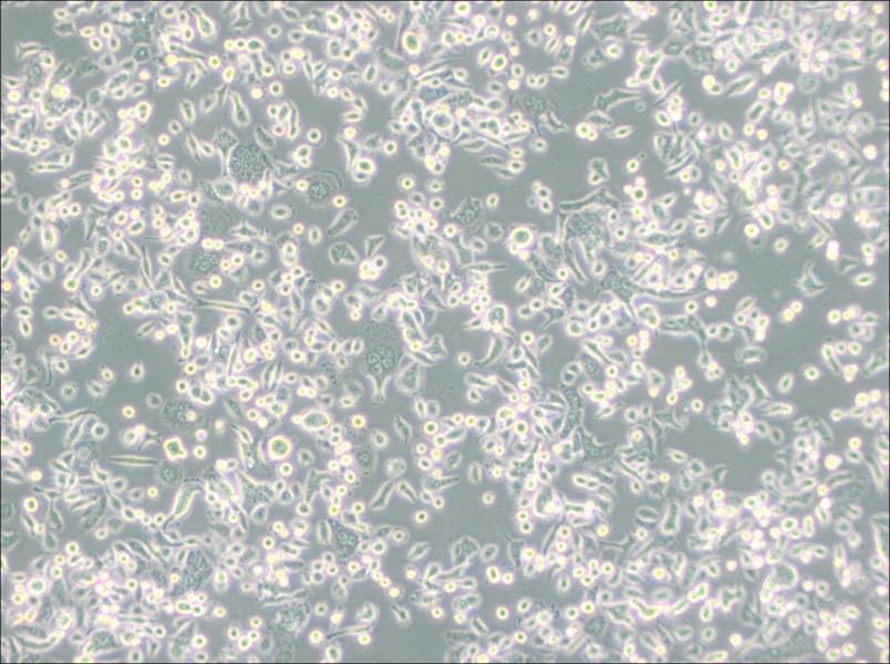 AsPC-1 Cell Complete MediumAsPC-1 Cell Complete Medium - 2