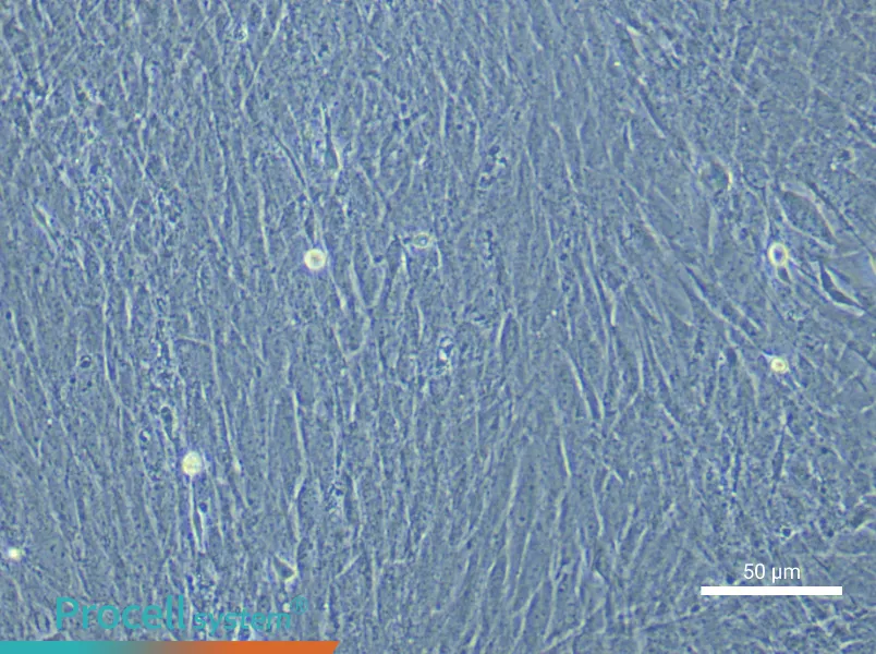 Mouse Mesenteric Smooth Muscle Cell Complete Medium - 5