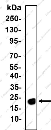 Recombinant K-Ras Monoclonal Antibody - 1