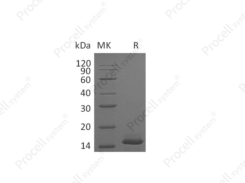 PDGF-BB/PDGF2 (C-6His), Mouse, Recombinant