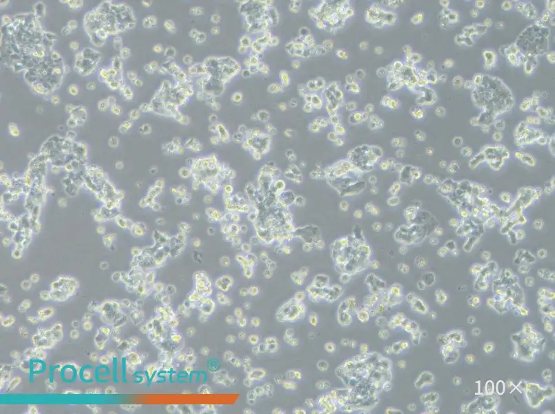 ECC12 Cell Complete MediumECC12 Cell Complete Medium - 3
