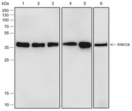 Recombinant RING1B Monoclonal Antibody-searchlist-1