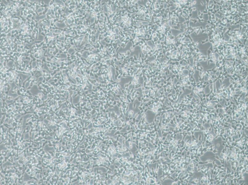 IMR-32 Cell Complete Medium-searchlist-1