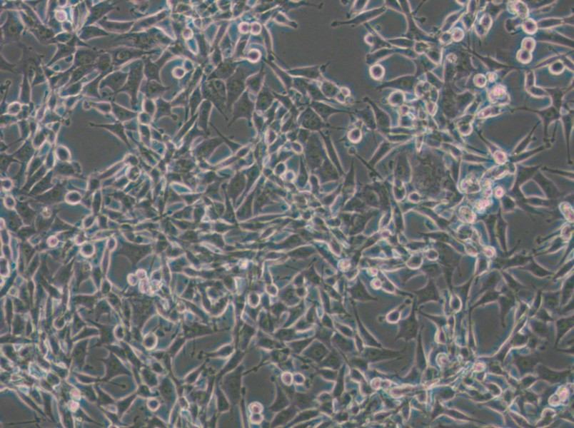 CBRH-7919 Cell Complete Medium - small - 4