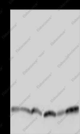 RHEB Polyclonal Antibody - 1