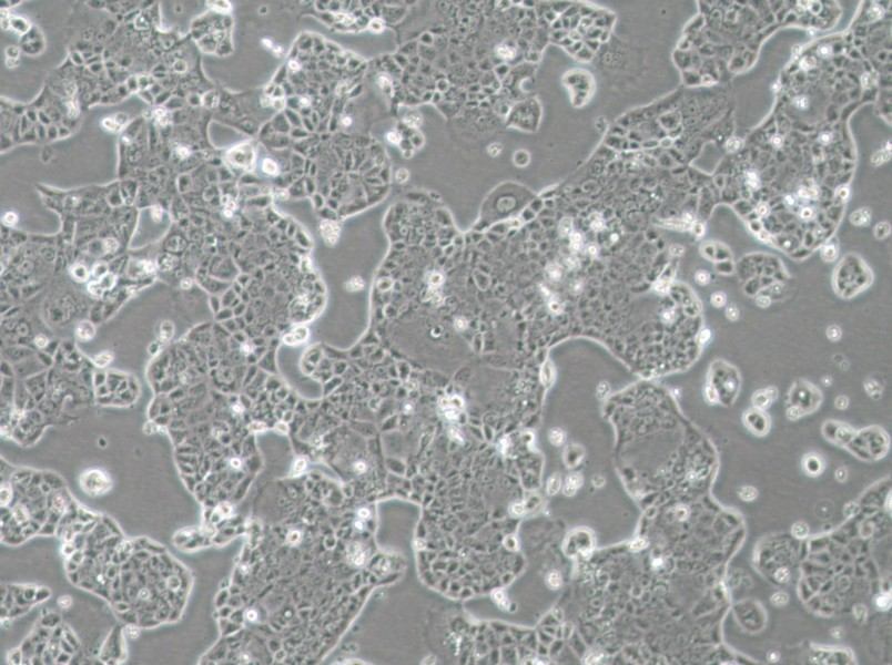 EFM-19 Cell Complete Medium-searchlist-1