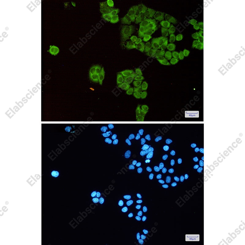 Recombinant TCTP Monoclonal Antibody - 2