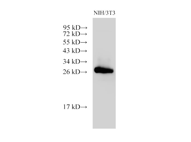 Western Blot analysis of MIH/3T3 cells using Galectin 3 Ployclonal Antibody at dilution of 1:2000.