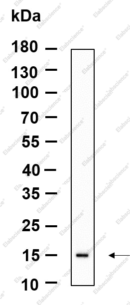 Recombinant LGALS14 Monoclonal Antibody - 1
