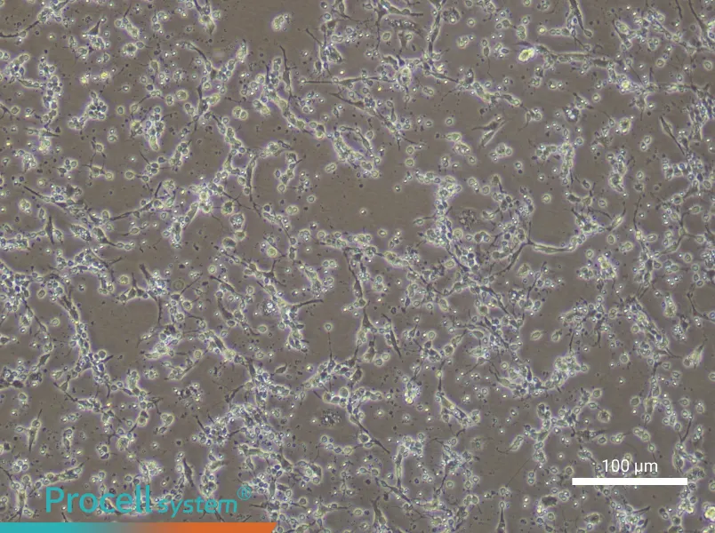 Mouse Trigeminal Neuron Complete Medium - 2